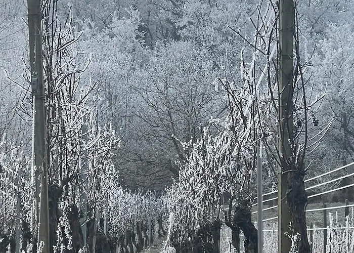 Le Relais Du Piemont - Mont Sainte-odile- Champs Du Feu Ottrott